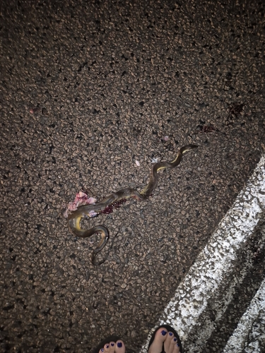 Water Python sighting