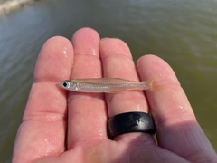 Tidewater Silverside photo 1