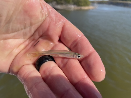 Tidewater silverside (Menidia peninsulae) — Atherinopsidae — 4