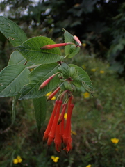 Fuchsia dependens, photograph (c) Nolan Exe, some rights reserved (CC BY)