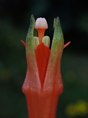 Fuchsia dependens, photograph (c) Nolan Exe, some rights reserved (CC BY)