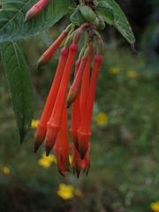 Fuchsia dependens
