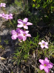 Oxalis polyphylla