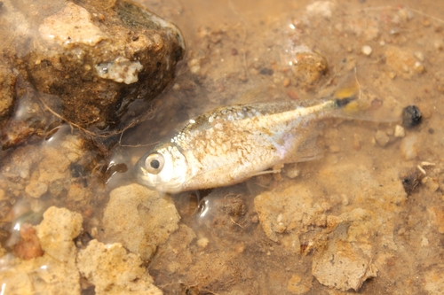 Twospot astyanax (Astyanax bimaculatus) — Characidae — 3