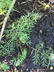 Perideridia americana