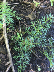 Perideridia americana