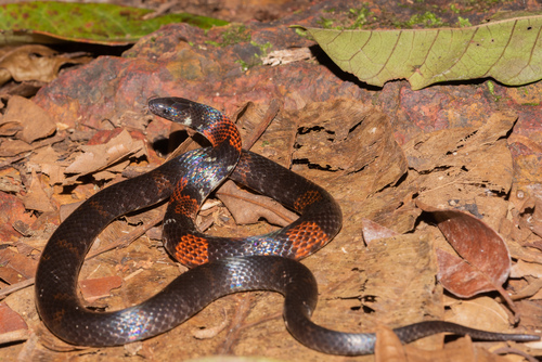 Photo of a Boie's Ground Snake (Atractus badius)