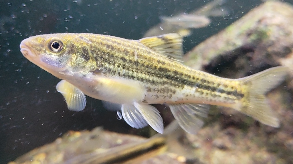 Jinan Gudgeon