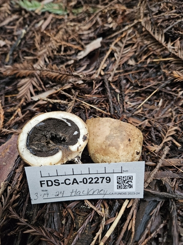 Geastrum fuscogleba