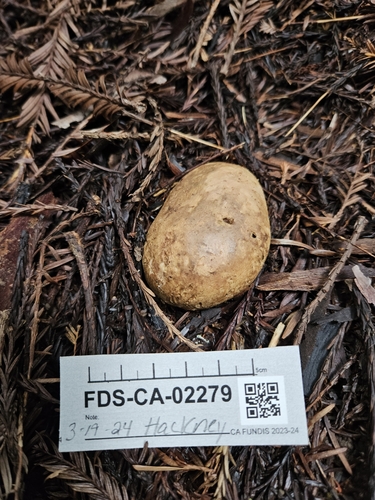 Geastrum fuscogleba (Photo 2 of 7)
