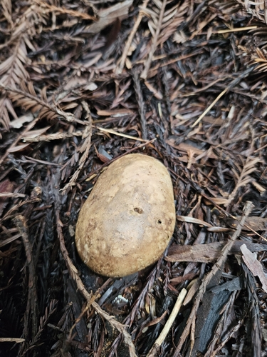 Geastrum fuscogleba (Photo 3 of 7)