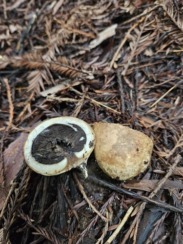 Geastrum fuscogleba (Photo 4 of 7)