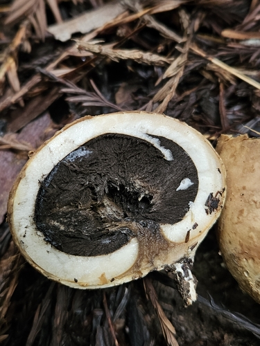 Geastrum fuscogleba (Photo 5 of 7)