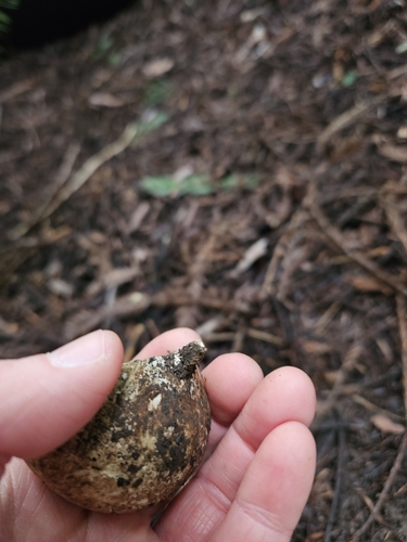 Geastrum fuscogleba (Photo 7 of 7)