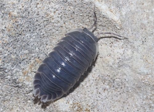 Dioscoridillo melanoleucos · BioDiversity4All