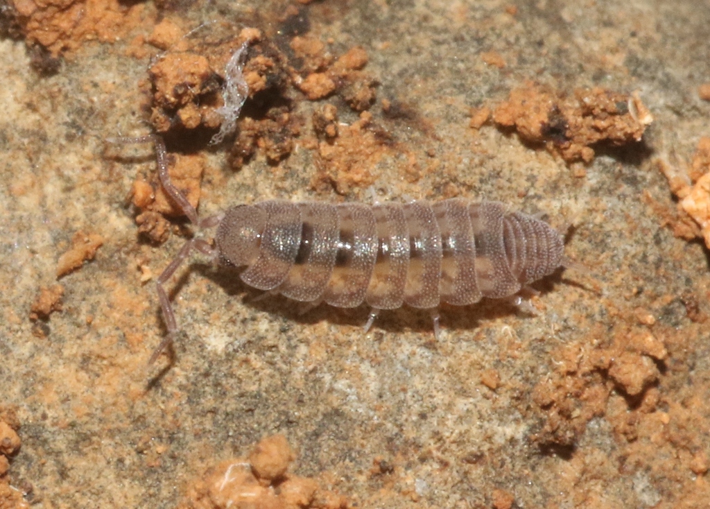 Tamarida