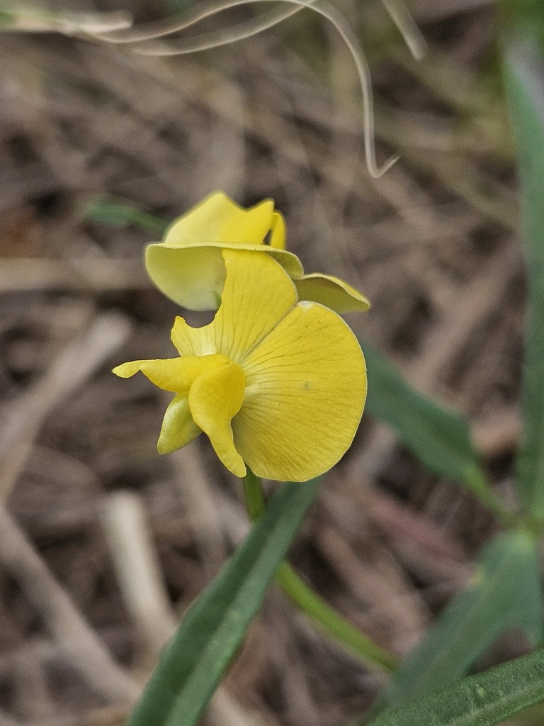 Vigna suberecta