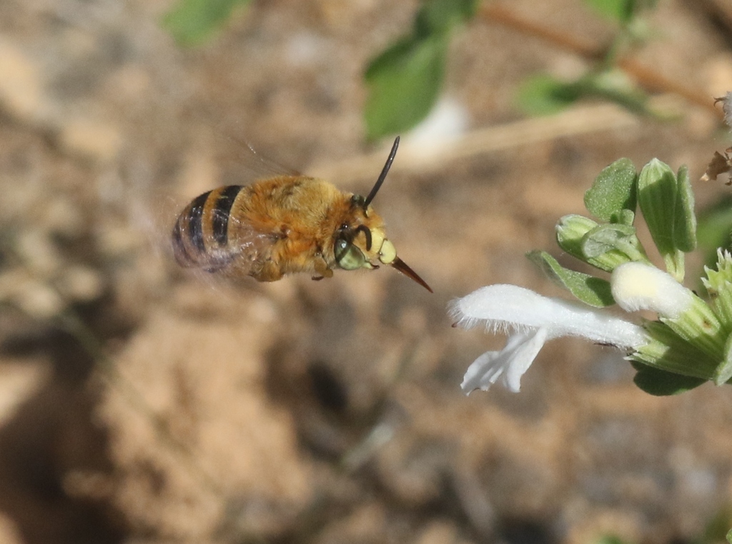 Amegilla pyramidalis