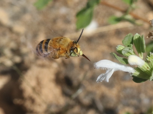 Amegilla pyramidalis