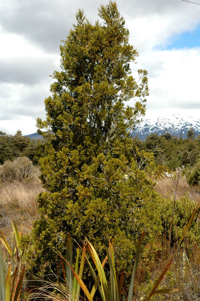 Mapunao Tree manoao from Ruapehu District Council, Manawatū-Whanganui, New Zealand ...