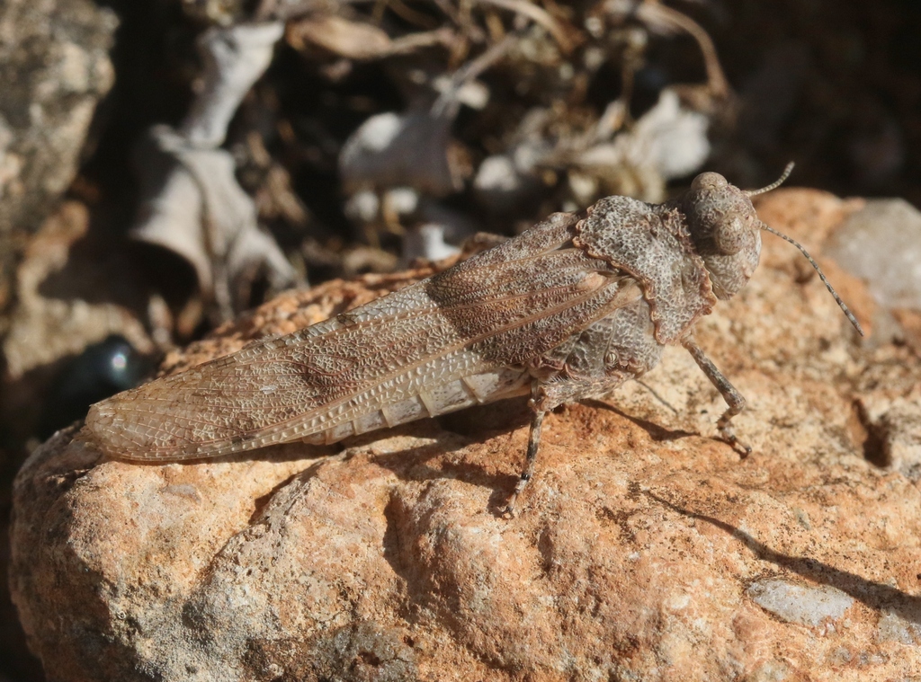 Sphingonotus insularis
