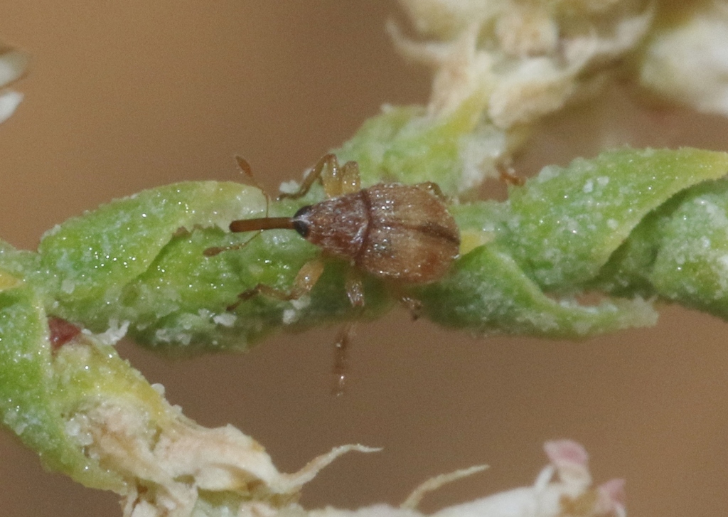 Allomalia setulosa