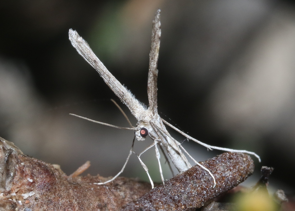 Agdistis insidiatrix from Hadibu, Yemen on February 3, 2024 at 09:27 PM ...