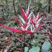 Heliconia acuminata - Photo (c) Renato Rollin, some rights reserved (CC BY-NC), uploaded by Renato Rollin