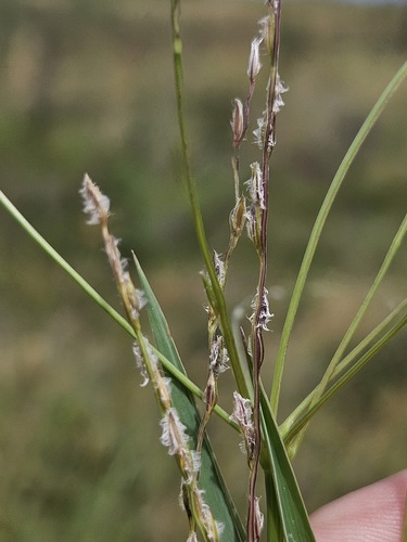 Digitaria divaricatissima
