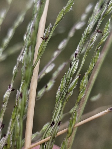 Digitaria divaricatissima