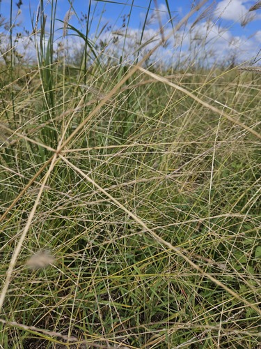 Digitaria divaricatissima