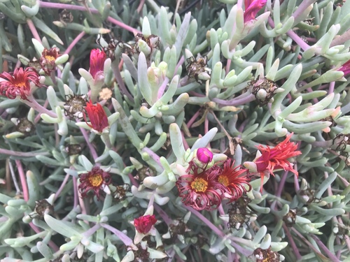Malephora crocea