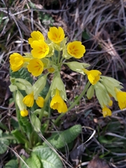 Primula veris macrocalyx