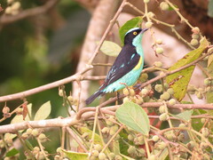 Yellow-Tufted Dacnis photo 5
