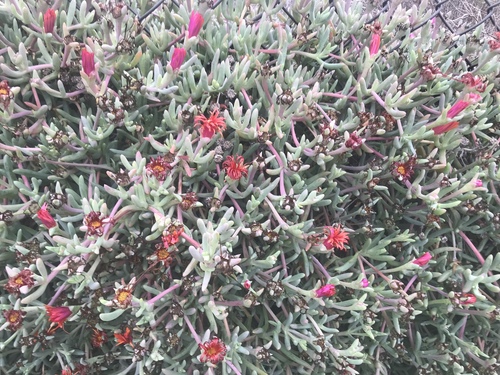 Malephora crocea