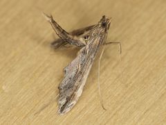 Lineodes elcodes