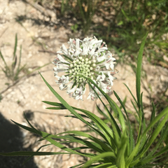 Marshallia caespitosa