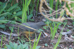 Turdus olivaceus