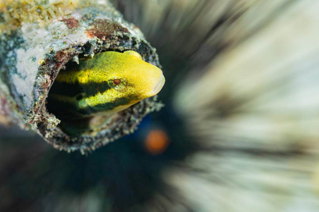 Black-banded blenny (Petroscirtes breviceps) — Blenniidae