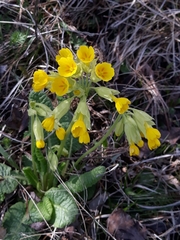 Primula veris macrocalyx