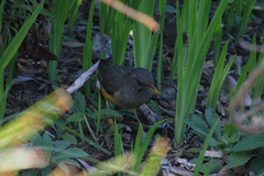 Turdus olivaceus