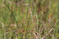 Rhynchospora inundata