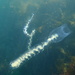 Giant Siphonophore - Photo (c) Steph Brulot-Sawchyn, some rights reserved (CC BY-NC), uploaded by Steph Brulot-Sawchyn