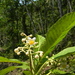 Saurauia pedunculata - Photo (c) Jaime Rivera, algunos derechos reservados (CC BY-NC), subido por Jaime Rivera