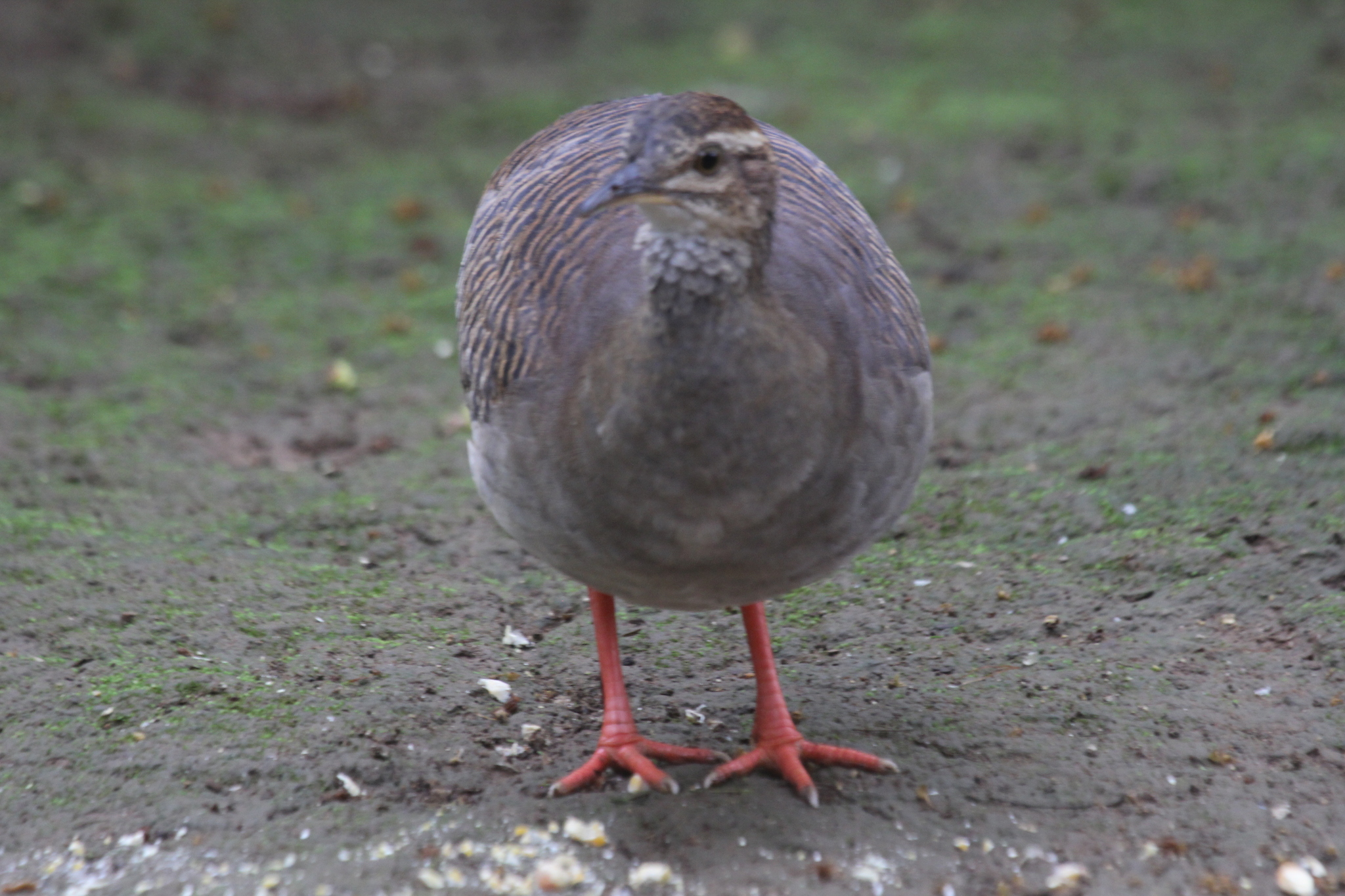 Crypturellus transfasciatus image