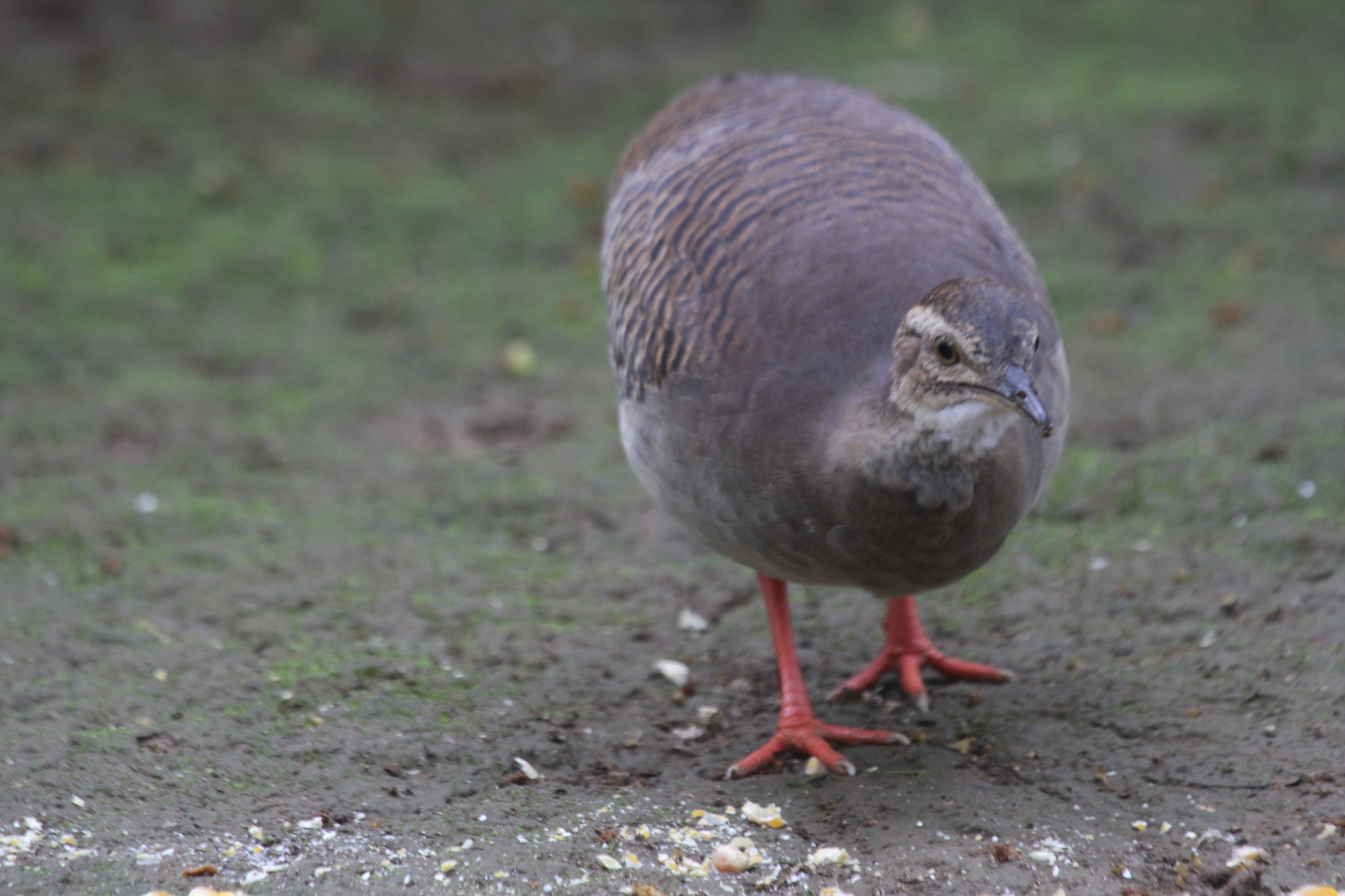 Crypturellus image