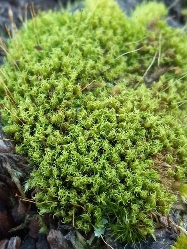 mountain pincushion