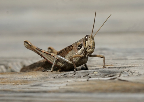 iNaturalist observation photo of Gray Bird Grasshopper