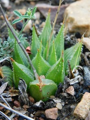 Haworthia mirabilis