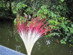 Pachira aquatica